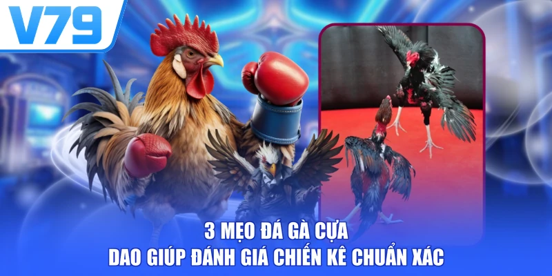 3 Mẹo Đá Gà Cựa Dao Giúp Đánh Giá Chiến Kê Chuẩn Xác