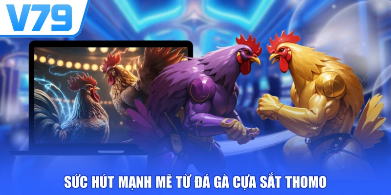 Sức hút mạnh mẽ từ đá gà cựa sắt Thomo